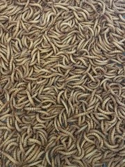 5000 Med Mealworms