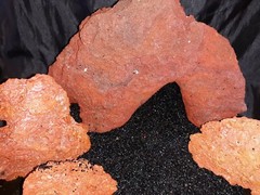 Reptile snake lizard fish aquarium Rock cave