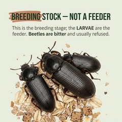 TC INSECTS Mealworm Adult Darkling Beetles Live Feeders for Reptiles Birds & Am
