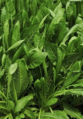 Tortoise Supply Italian Dandelion Seeds for Tortoise Food & Outdoor Enclosures