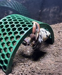Hermit Crab Bridge Climbing Toys Tank Decoration Ornament Accessories Supplies