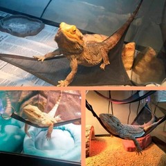 2Pcs Reptiles Hammocks Suction Cup Hanging Reptiles Bed for Lizard Snak Habitat
