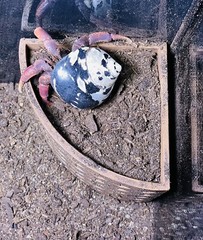 Hermit Crab Climbing Corner Decoration Ornament Hideout Toy Supplies Accessories
