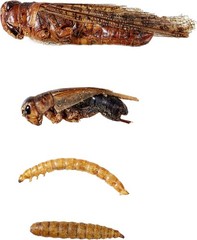 1LBS Bulk Dried Insect Trail Mix Dried Mealworms BSFL Dried Crickets Grasshopper