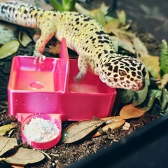 Triple Dish | 3 in 1 Reptile Dish | Leopard Gecko Bowl