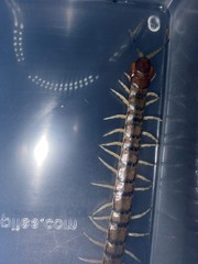 Green Bark Centipede (Hemiscolopendra marginata) – 2-3 in