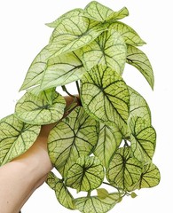 KERUIDENG Reptile Plants for Terrarium Decor, Amphibian Green Arrowhead