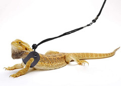 Bearded Dragon Harness and Leash Adjustable(S,M,L, 3 Pack) – Soft Leather Reptil
