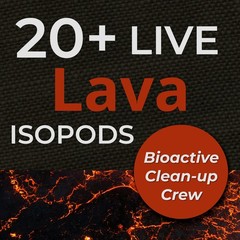 20+ Lava Isopods (Porcellio scaber) – Bioactive Clean Up Crew – High Quality