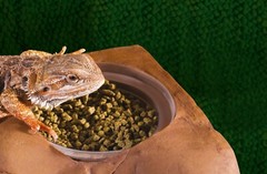 Exo Terra Cup Holder and ornament for reptiles