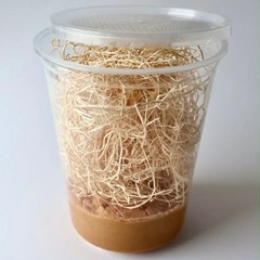 Fruit Fly Culture 2 Pack Live Hydei Melanogaster Feeder Insects Reptiles Inverts