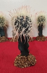 6″ Birds Nest Cactus On Stone Base Reptile Habitat Decor Terrarium NEW