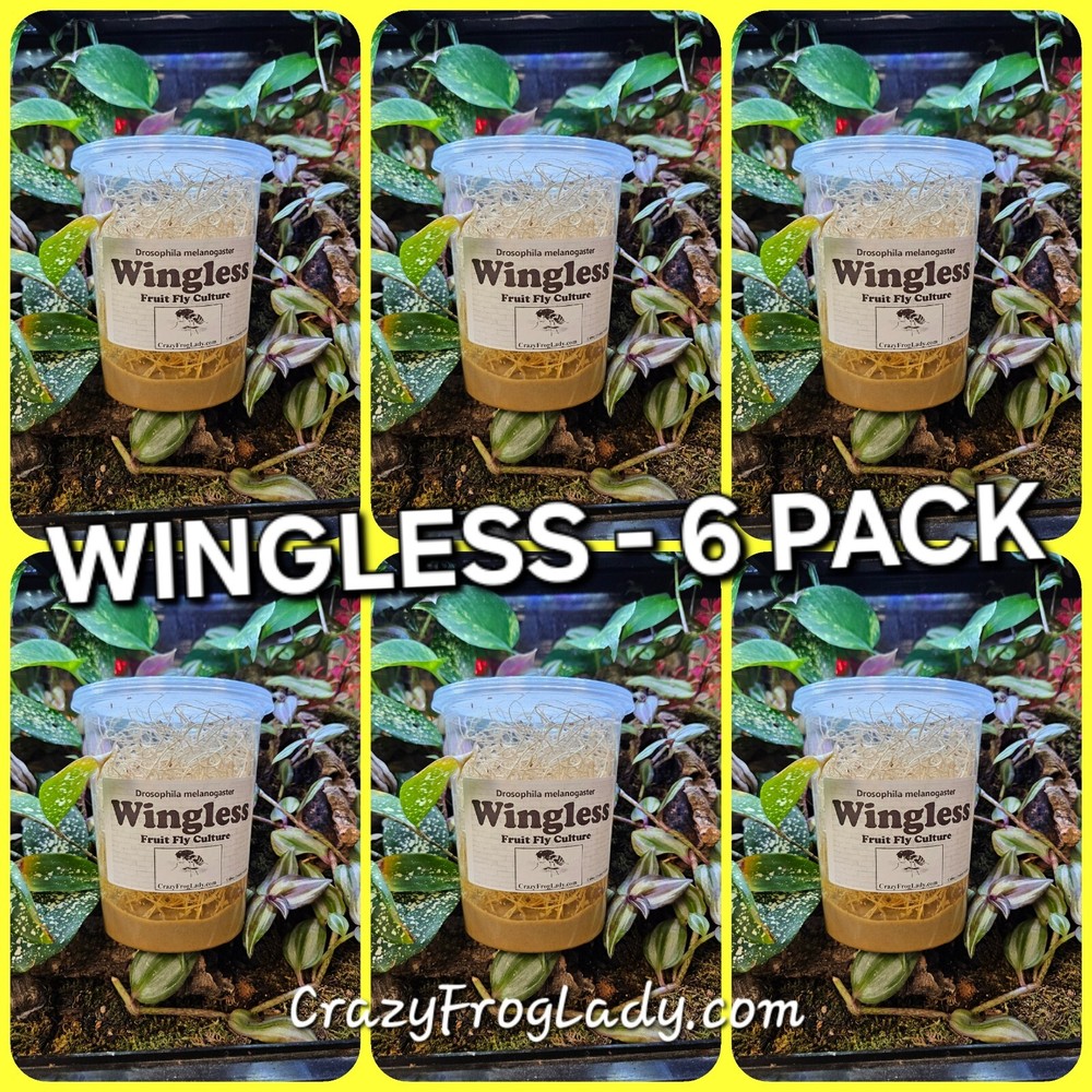 Fruit Fly Culture Wingless Melongaster 6 Pack Reptile And Dart Frog Food LIVE