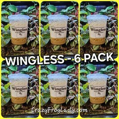 Fruit Fly Culture Wingless Melongaster 6 Pack Reptile And Dart Frog Food LIVE
