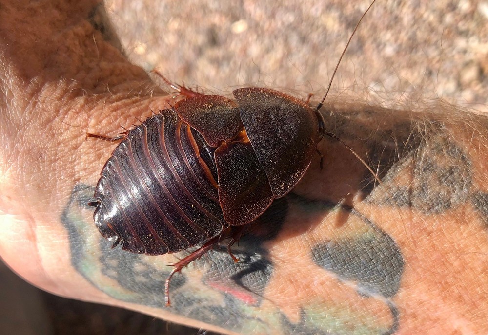 15ct Cuban Horseshoe Crab Roach (H. roseni)- Rare Cockroach Collector Species