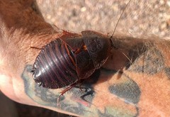 15ct Cuban Horseshoe Crab Roach (H. roseni)- Rare Cockroach Collector Species
