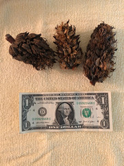 Starter Leaf Litter Vivariums Terrariums Isopods Dart Frog 2 Ga. BAG BONUS PODS
