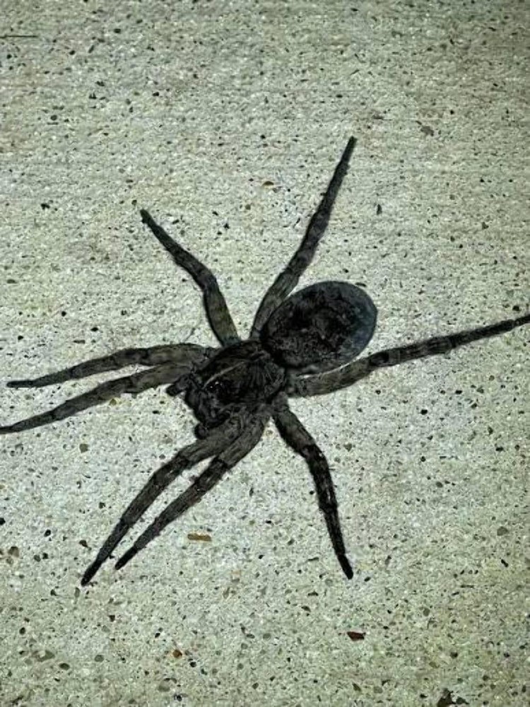 Vantablack Wolf Spider (Tigrosa helluo) – 3/4-1 in