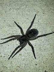 Vantablack Wolf Spider (Tigrosa helluo) – 3/4-1 in