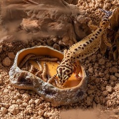 Reptile Water Dish Resin Rock Food Feeder Bowl Terrarium Decor M Orange