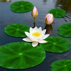 RAINFLOW 18PCS Lily Pads for Ponds Artificial Pond Plants Floating Flowers fo…