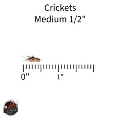Live Crickets 100 -1000 Count Free Shipping Guaranteed Live Delivery