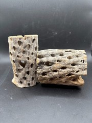 Cholla Wood