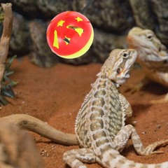 7 Pcs Bearded Dragon Tank Accessories Lizard Toy Ball Chinchilla Toys Reptile