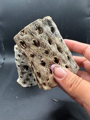 Cholla Wood