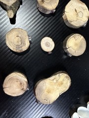 Jumping Spider Accessories Wood & Shell Platform. Two For A $1.00.