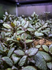 Episcia Silver Skies – Dart Frog VIVARIUM / Terrarium Plant – Plantlet Cutting