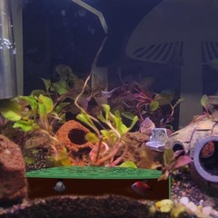 WishLotus Shrimp Hides for Aquarium, Shrimp Cave with Holes, ShrimpHide for A…
