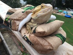 JOHN DEER PRINTS LRG RESTING BEIGE BED COVERS ONLY NO FRAME BED 4 BEARDED DRAGON
