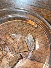 50 Porcellio Laevis “White” + 20 panda king babies +Springtails