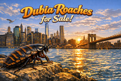 Adult Dubia Male Roaches/Feeder Male Dubia Roaches -Live Arrival – Free Shipping
