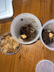Coco Temperate Springtails Bioactive Clean Up Crew + 30 Dairy Cow Baby
