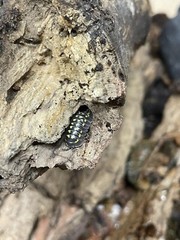 Gestroi Isopods (x50)