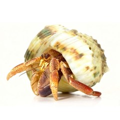 Natural Hermit Crab Shell Set Small To Medium Sizes Replacement Housing