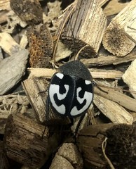 15ct Question Mark Roaches (T. Olegrandijeani)- Rare Cockroach Collector Species