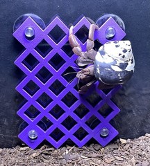 Hermit Crab Climbing Wall Hermit Crab Tank Ornament Toys Accessories Supplies