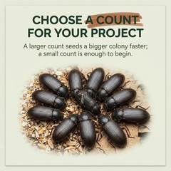 TC INSECTS Mealworm Adult Darkling Beetles Live Feeders for Reptiles Birds & Am