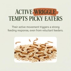 Small Superworms 1/2-1 inch Live Feeder Insects | FREE SHIPPING & Live Arrival