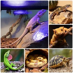 UVB Light for Reptiles, LED Reptile Light Fixture with Timer & Dimmable, Full…