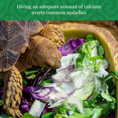 Cocoo Reptile Calcium Powder, Ideal for Leopard Geckos, Chameleons, Iguanas, Tur