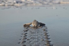 Help save 10 Baby Sea Turtles * CHARITY *