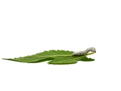 1000CT Medium Size Live Silkworms+4 sandwich bags of mulberry leaves
