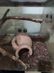 REPTILE TERRARIUM LIBRARY – SIZE: L 80 x D 50 x H 45 Complete