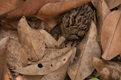 5 gallons Organic Southern Magnolia Leaves And Seed Pods For Isopods + Reptiles