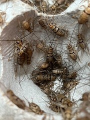 Live Crickets Mix Size Small Medium Reptile Food Free Shipping