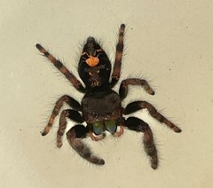 Mystery Jumper – Jumping Spider Random Species – Buy2Get1Free